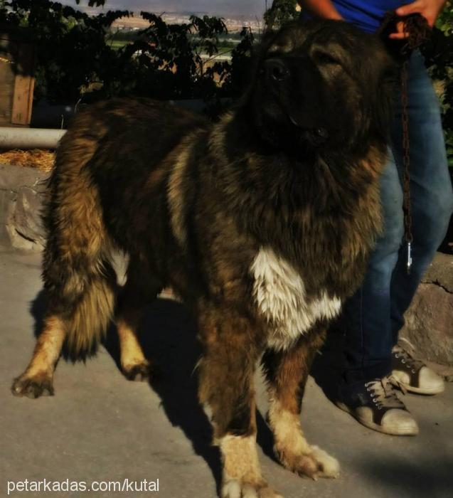 bambam Dişi Kars Çoban Köpeği