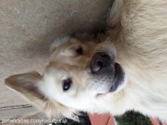 maya Dişi Golden Retriever