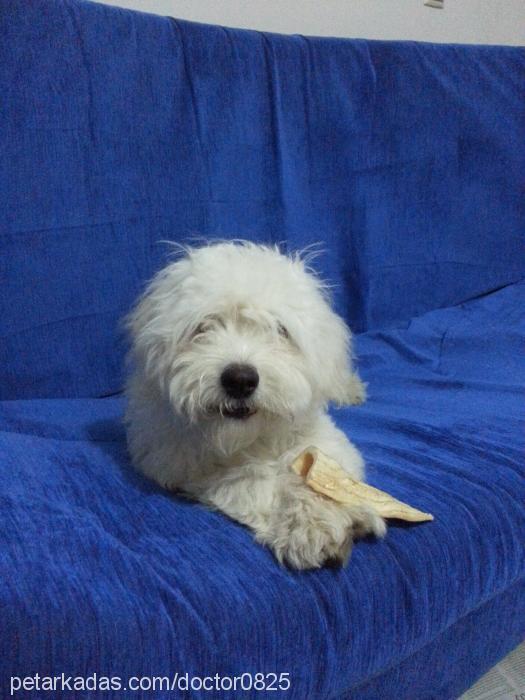 kartopu Erkek West Highland White Terrier