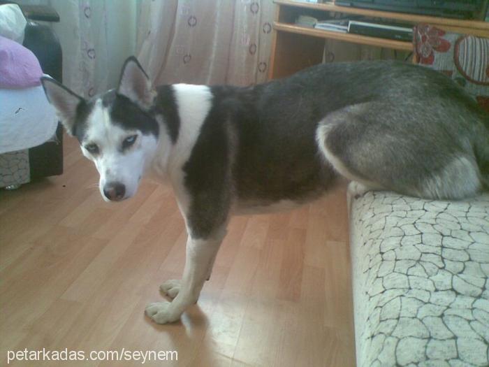 nazar Dişi Sibirya Kurdu (Husky)