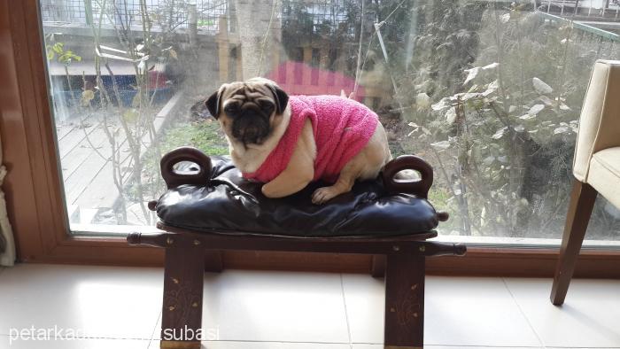 lady Dişi Pug