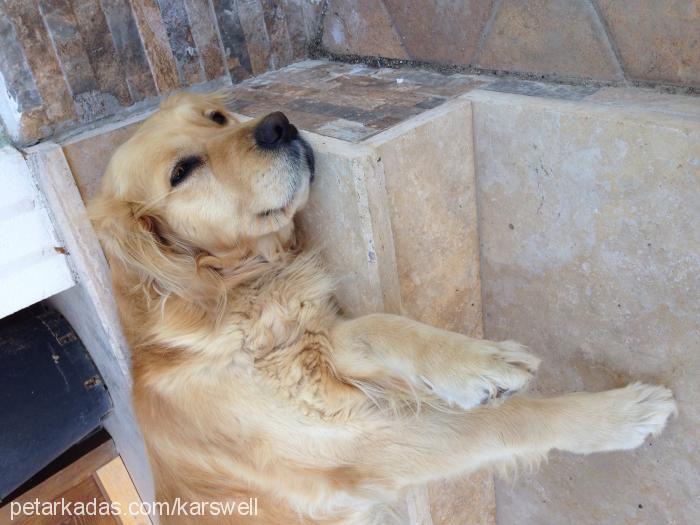 daisy Dişi Golden Retriever