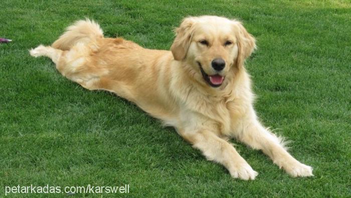 daisy Dişi Golden Retriever