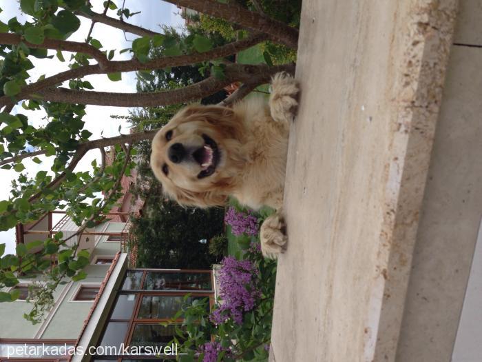 daisy Dişi Golden Retriever