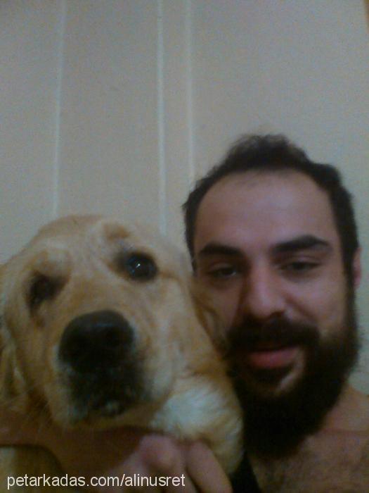 tarçın Dişi Golden Retriever