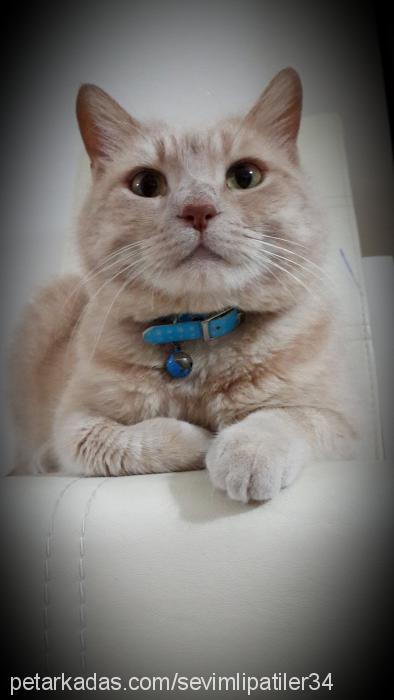 eşkiya Erkek British Shorthair