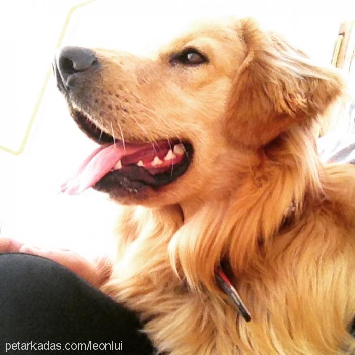 leon Erkek Golden Retriever