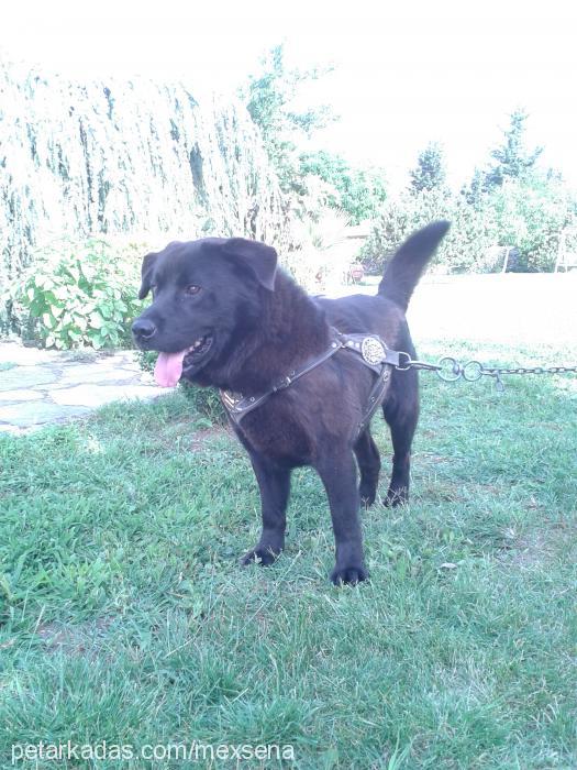 mex Erkek Labrador Retriever