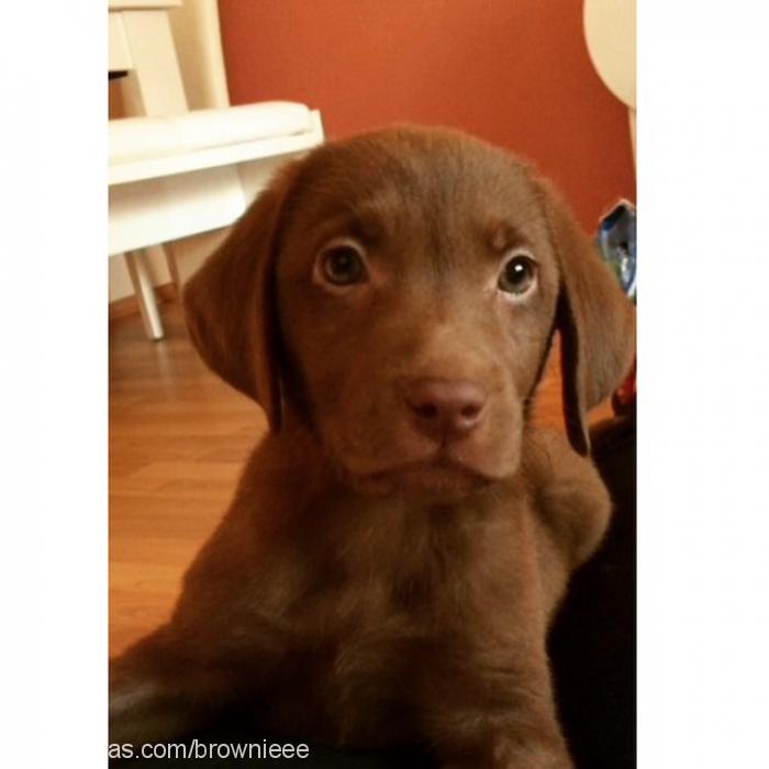 brownie Dişi Labrador Retriever