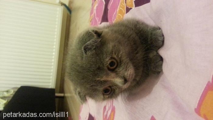 alaska Erkek Scottish Fold