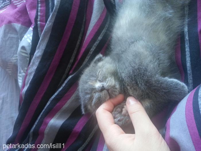 alaska Erkek Scottish Fold