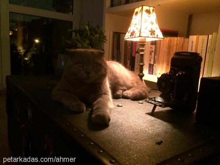 oğlum Erkek Scottish Fold