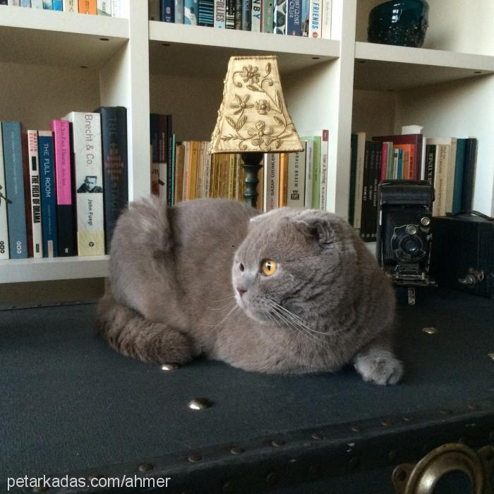 oğlum Erkek Scottish Fold