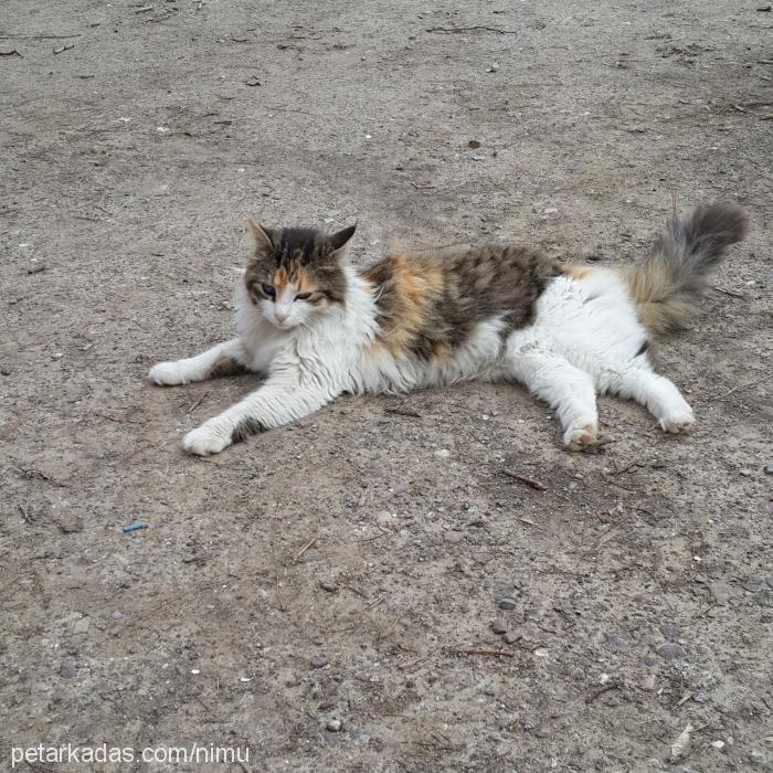 miya Dişi Norwegian Forest