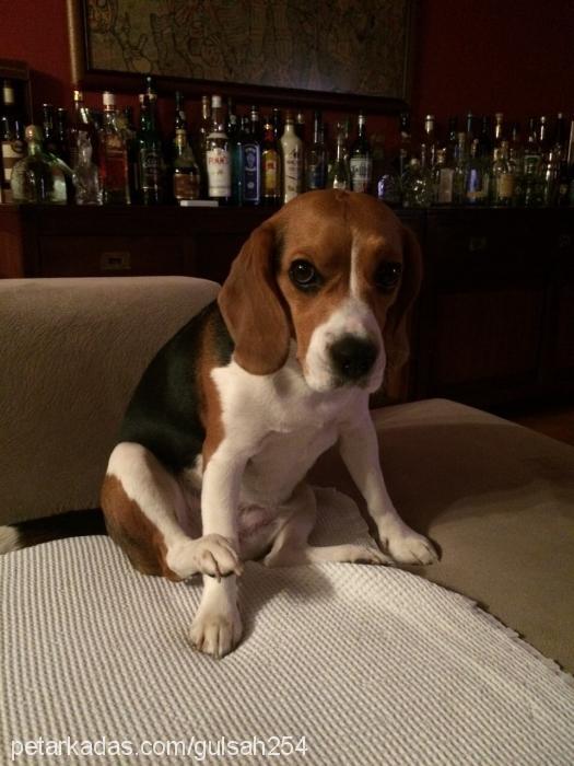 misha Dişi Beagle