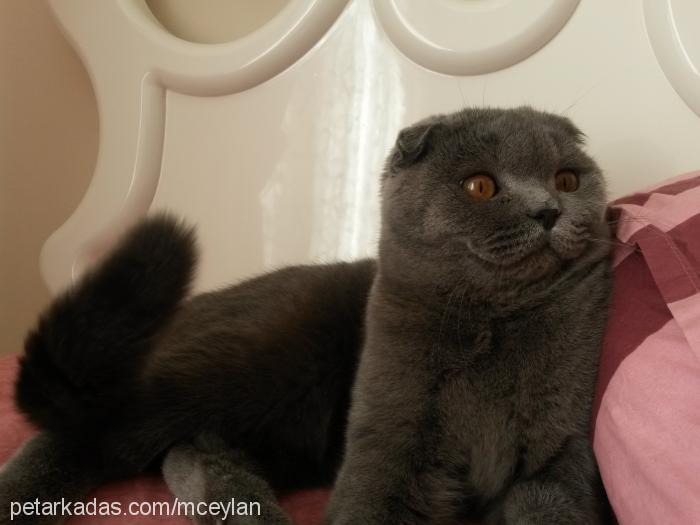 minnak Dişi Scottish Fold