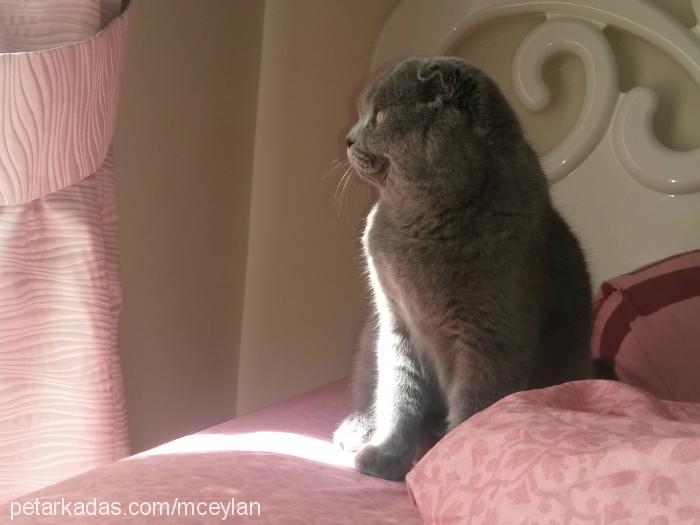 minnak Dişi Scottish Fold