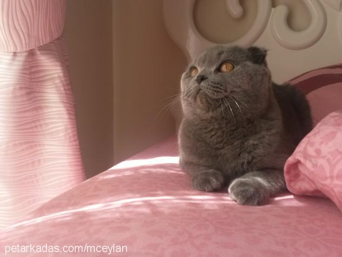 minnak Dişi Scottish Fold