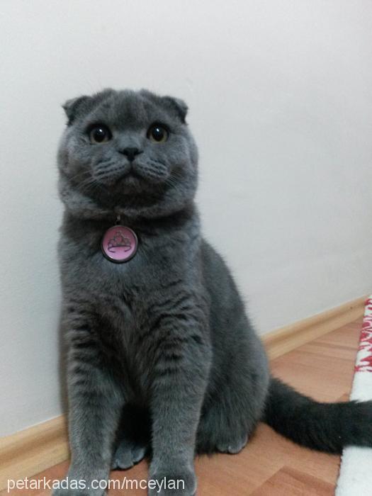 minnak Dişi Scottish Fold