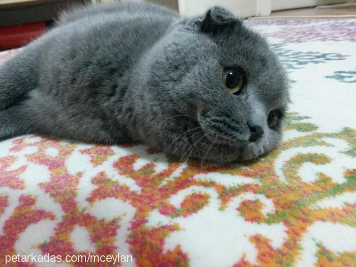 minnak Dişi Scottish Fold