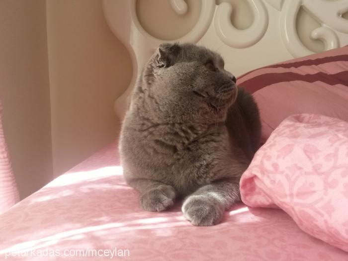 minnak Dişi Scottish Fold