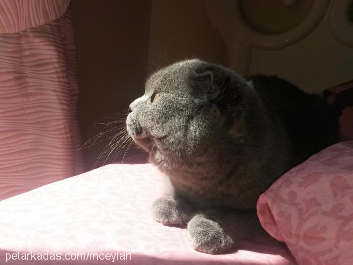 minnak Dişi Scottish Fold