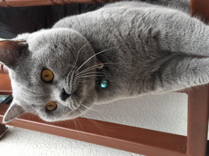 misha Erkek Brazilian Shorthair