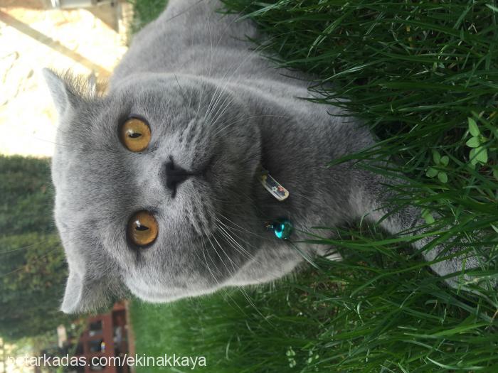 misha Erkek Brazilian Shorthair