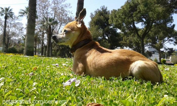 badem Erkek Minyatür Pinscher