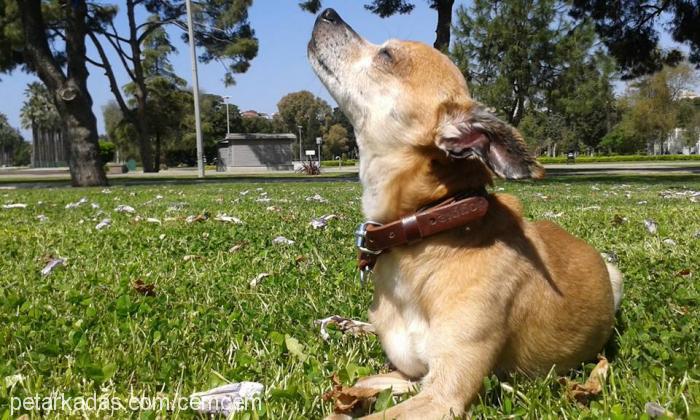 badem Erkek Minyatür Pinscher