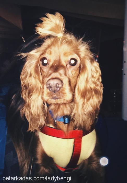 lady Dişi Amerikan Cocker Spaniel