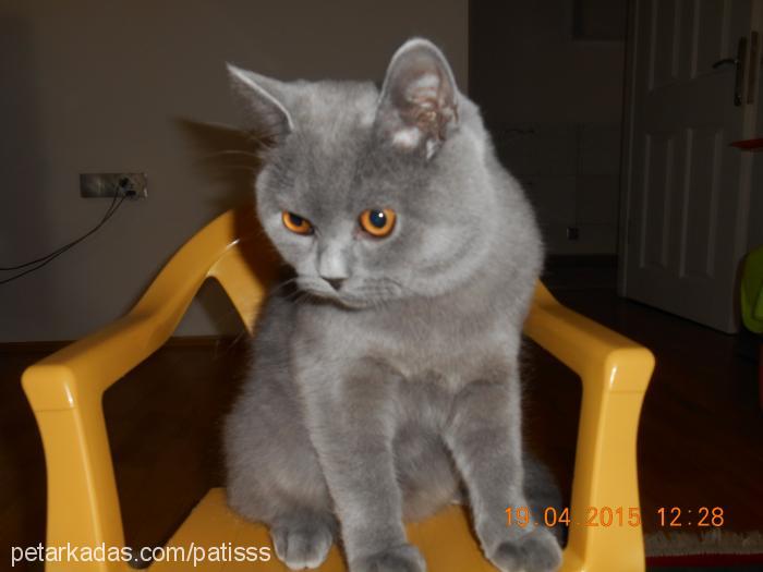 patiş Erkek Scottish Fold