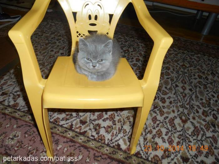 patiş Erkek Scottish Fold