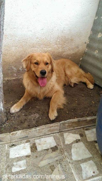 reus Erkek Golden Retriever