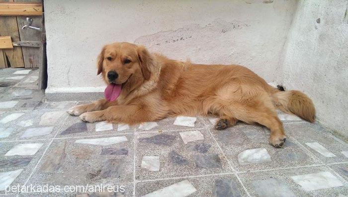 reus Erkek Golden Retriever