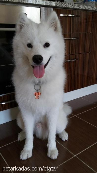 rüzgar Erkek Samoyed