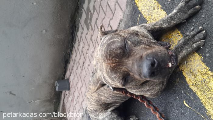 zeus Erkek İspanyol Mastiff