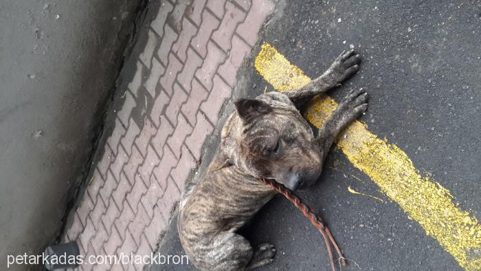 zeus Erkek İspanyol Mastiff