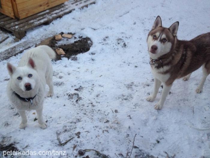 oje Dişi Alaskan Malamute