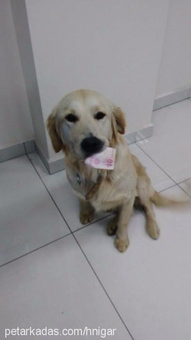 kızıl Erkek Golden Retriever