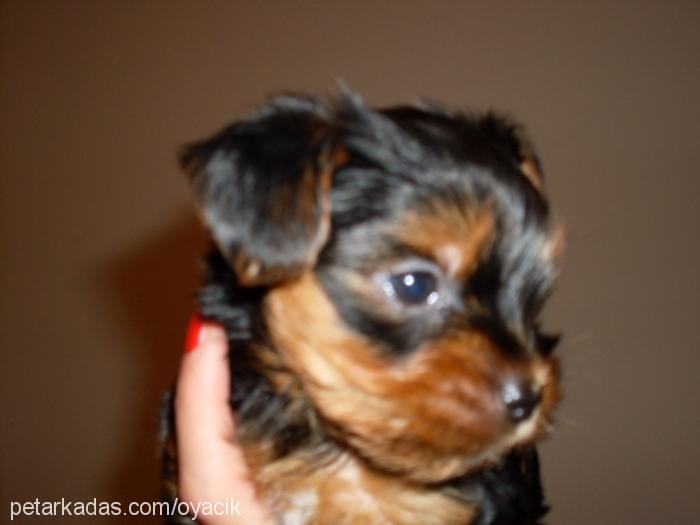 rocco Erkek Yorkshire Terrier