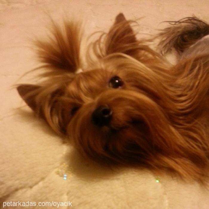 rocco Erkek Yorkshire Terrier