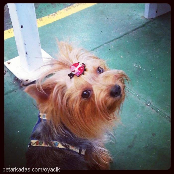 rocco Erkek Yorkshire Terrier