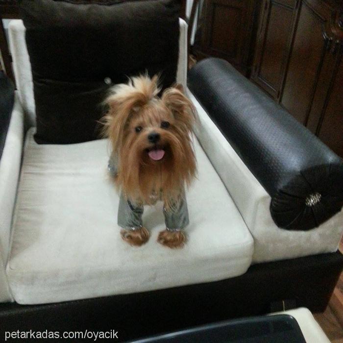 rocco Erkek Yorkshire Terrier