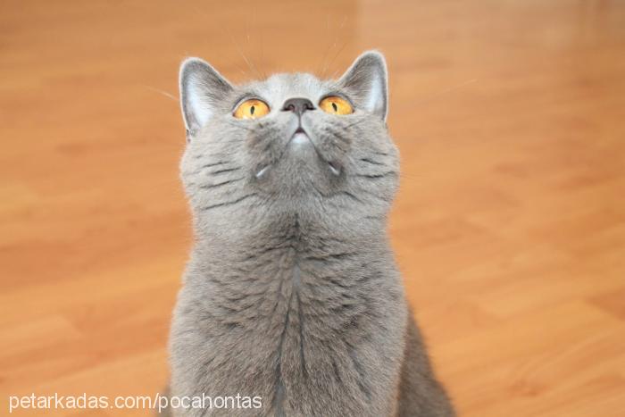 gÜmÜŞ Dişi British Shorthair