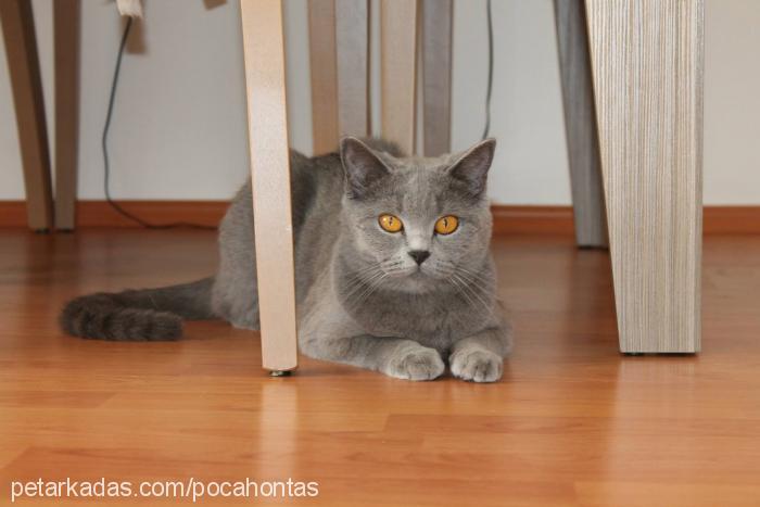 gÜmÜŞ Dişi British Shorthair