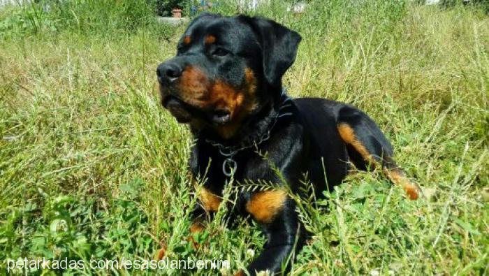 pİna Dişi Rottweiler