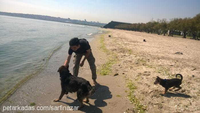 maça Erkek Alman Çoban Köpeği