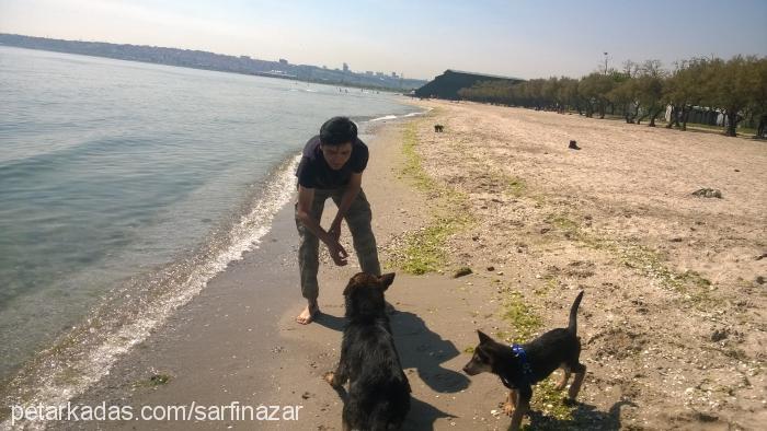 maça Erkek Alman Çoban Köpeği