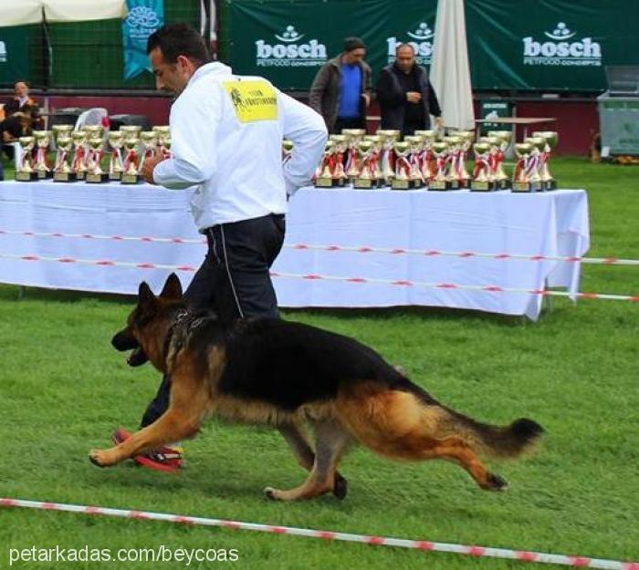 hulkvomfurstenb Erkek Alman Çoban Köpeği